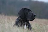 DOGUE ALLEMAND 705